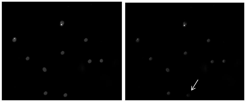 A method for processing immunohistochemical images