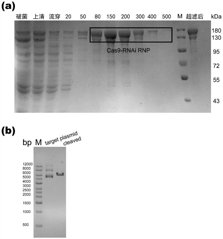 Preparation method and application of Cas9-RNAi RNP with efficient homologous directional repair activity