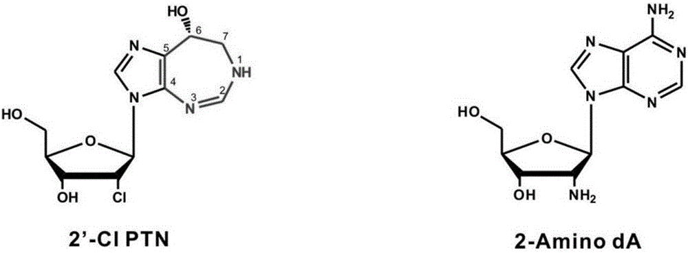 Biosynthesis gene cluster of 2'-chloropentostatin and 2'-amino-2'-deoxyadenosine and application thereof