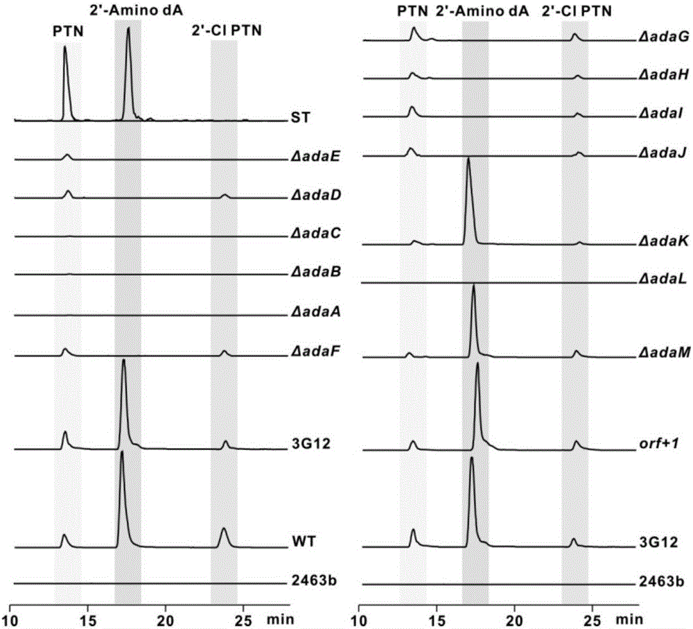 Biosynthesis gene cluster of 2'-chloropentostatin and 2'-amino-2'-deoxyadenosine and application thereof