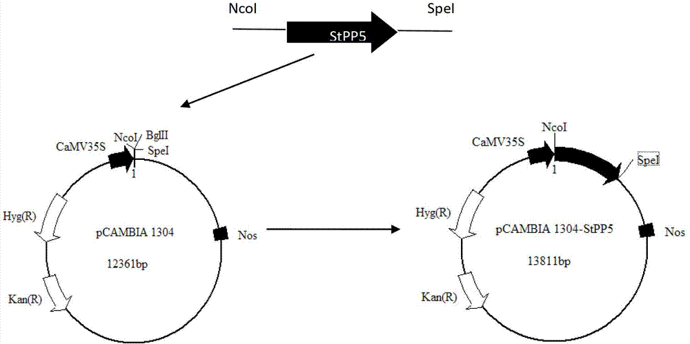 Application of wild eggplant 5 type serine/threonine protein phosphatase gene StPP5