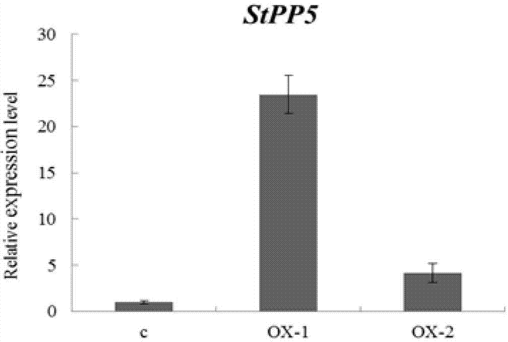 Application of wild eggplant 5 type serine/threonine protein phosphatase gene StPP5