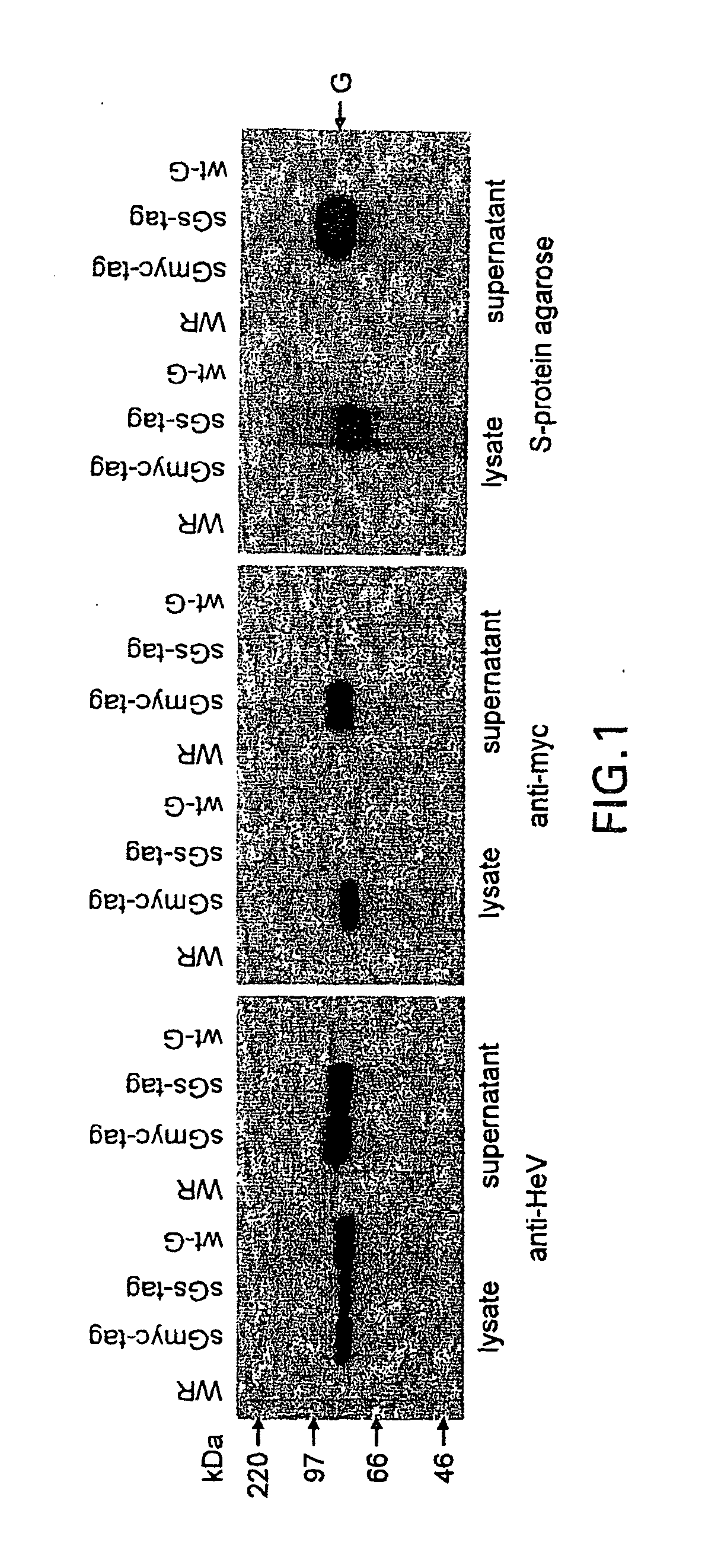 Soluble Forms of Hendra and Nipah Virus G Glycoprotein