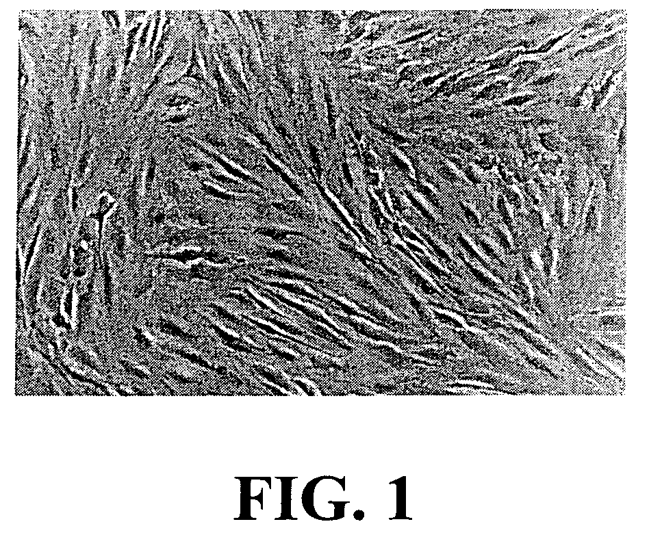 Connective tissue substitutes, method of preparation and uses thereof