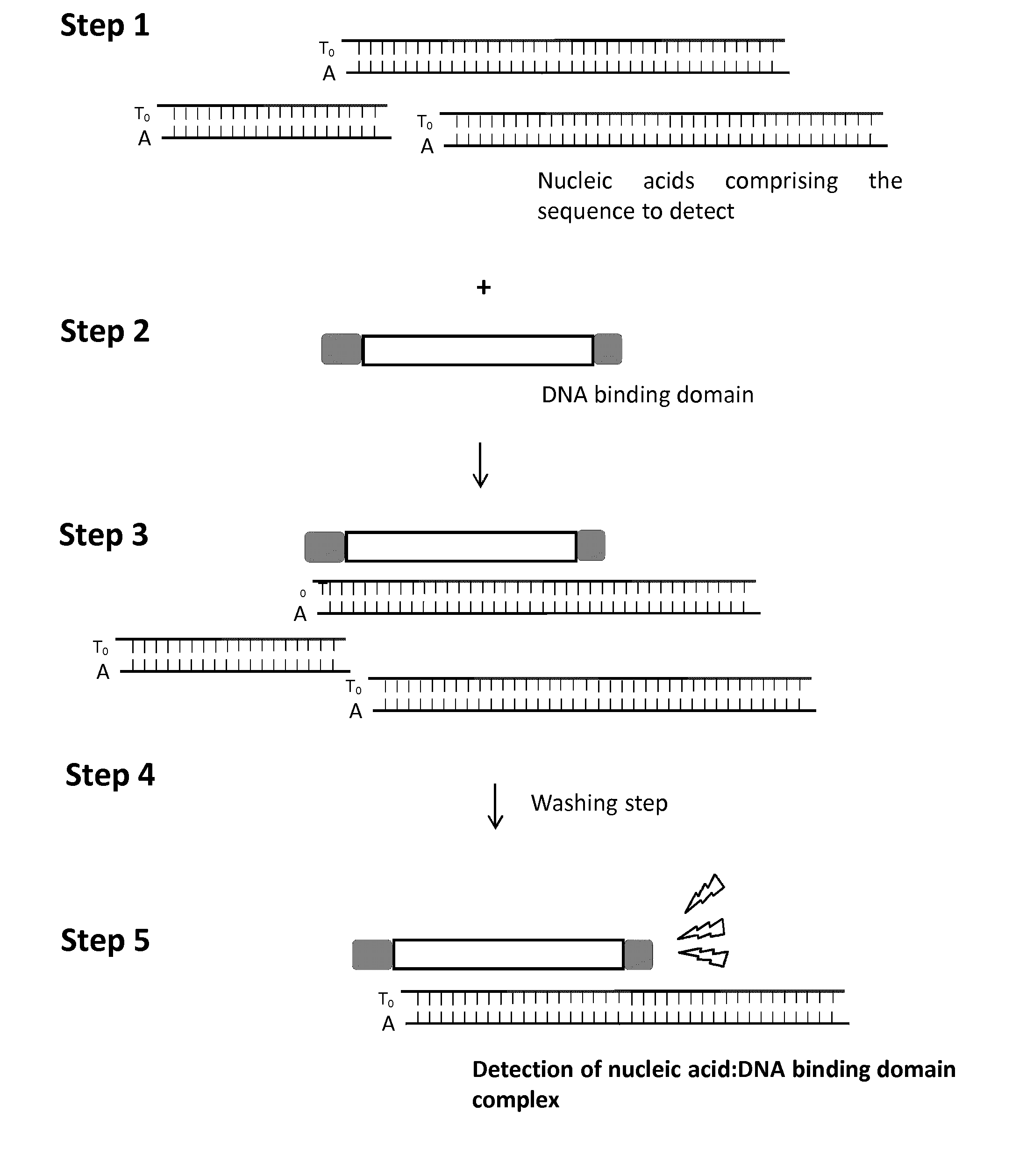 Methods and kits for detecting nucleic acid sequences of interest using dna-binding protein domain