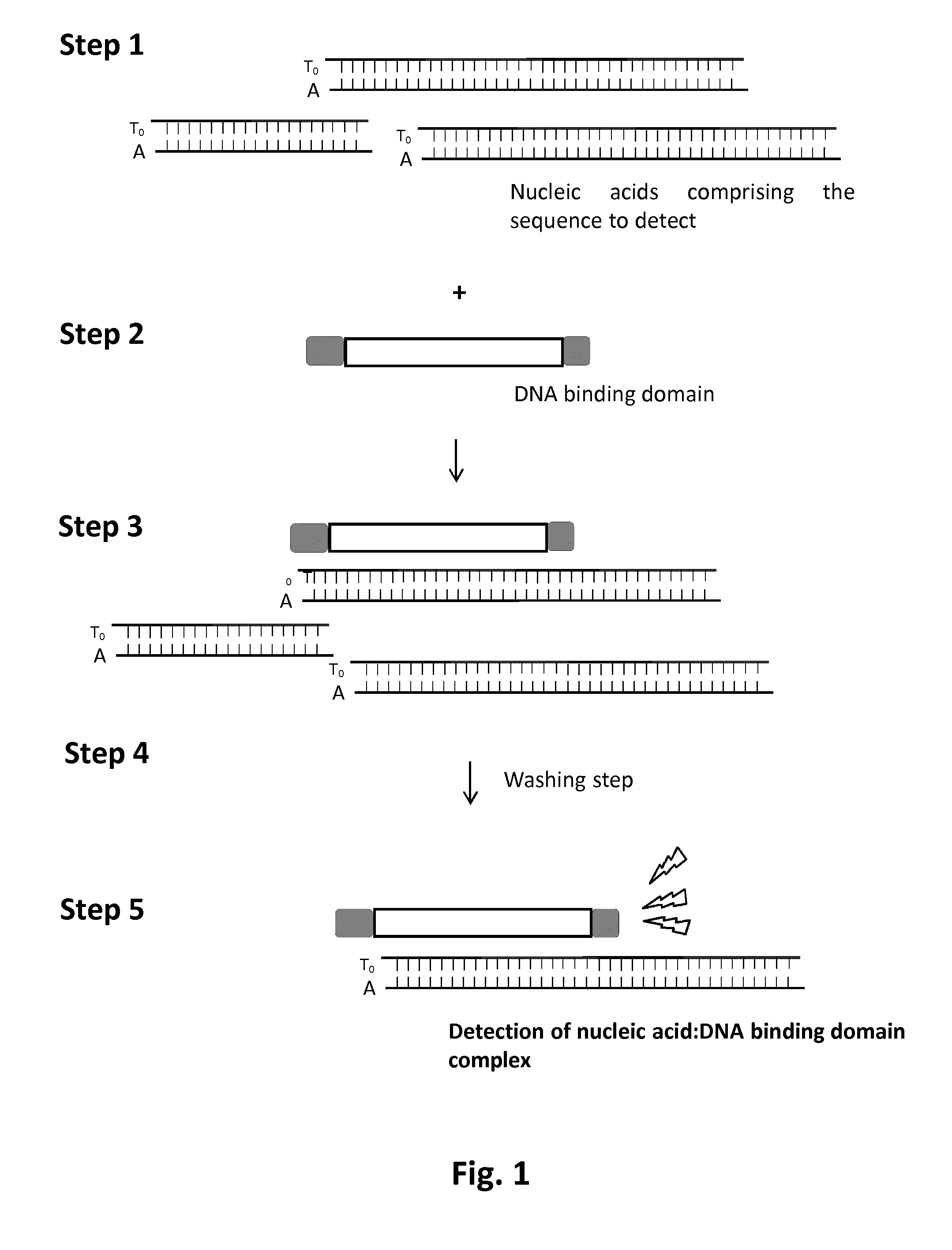 Methods and kits for detecting nucleic acid sequences of interest using dna-binding protein domain