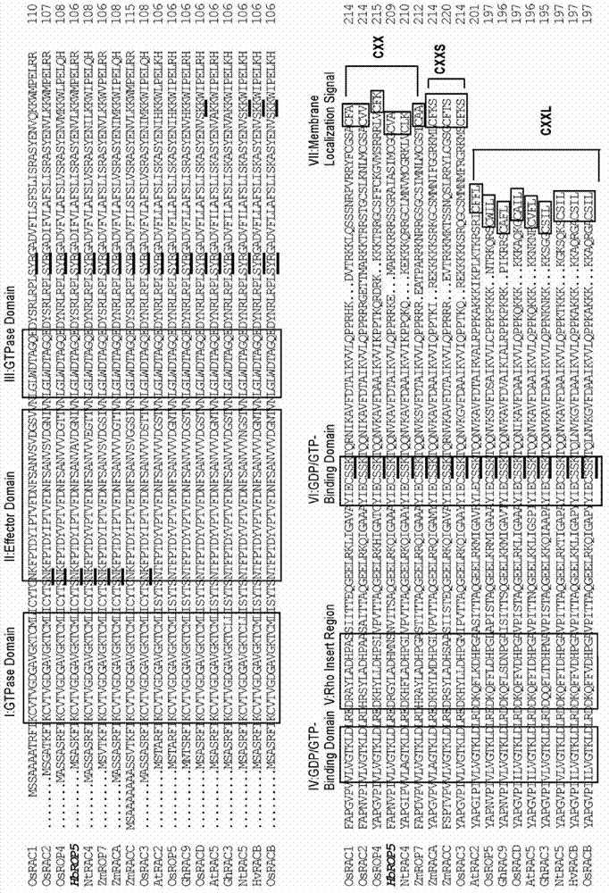 Small G protein Rop (Rho-related GTPase from plant) family protein of Hevea brasiliensis latex and coding gene thereof