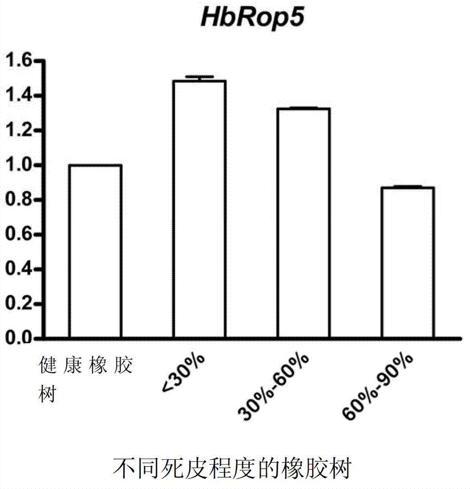 Small G protein Rop (Rho-related GTPase from plant) family protein of Hevea brasiliensis latex and coding gene thereof