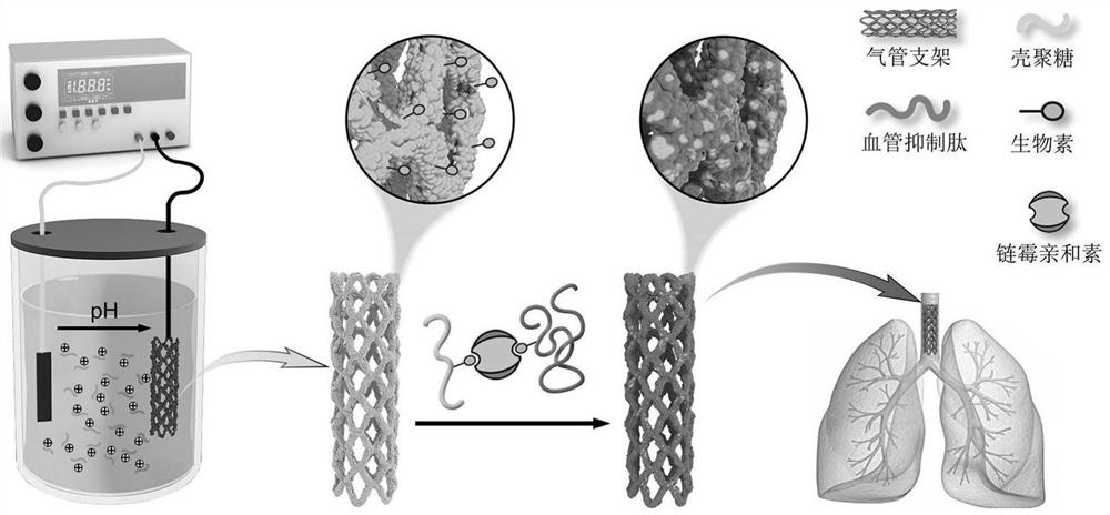 Universal modification method and application of metal tracheal scaffold material