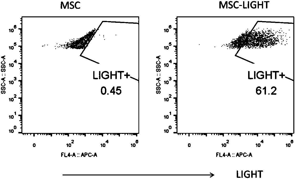 Preparation method of mesenchymal stem cell expressing human-derived immune stimulating factor LIGHT and prepared MSC-L cell