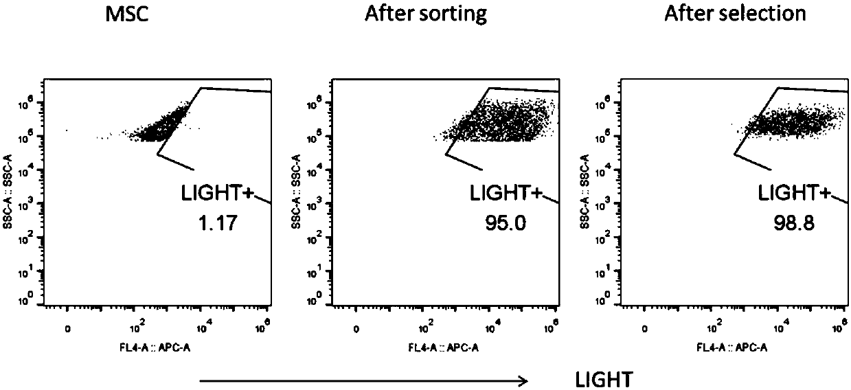 Preparation method of mesenchymal stem cell expressing human-derived immune stimulating factor LIGHT and prepared MSC-L cell