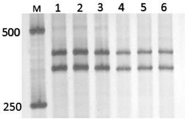 A simple and rapid plant DNA extraction method