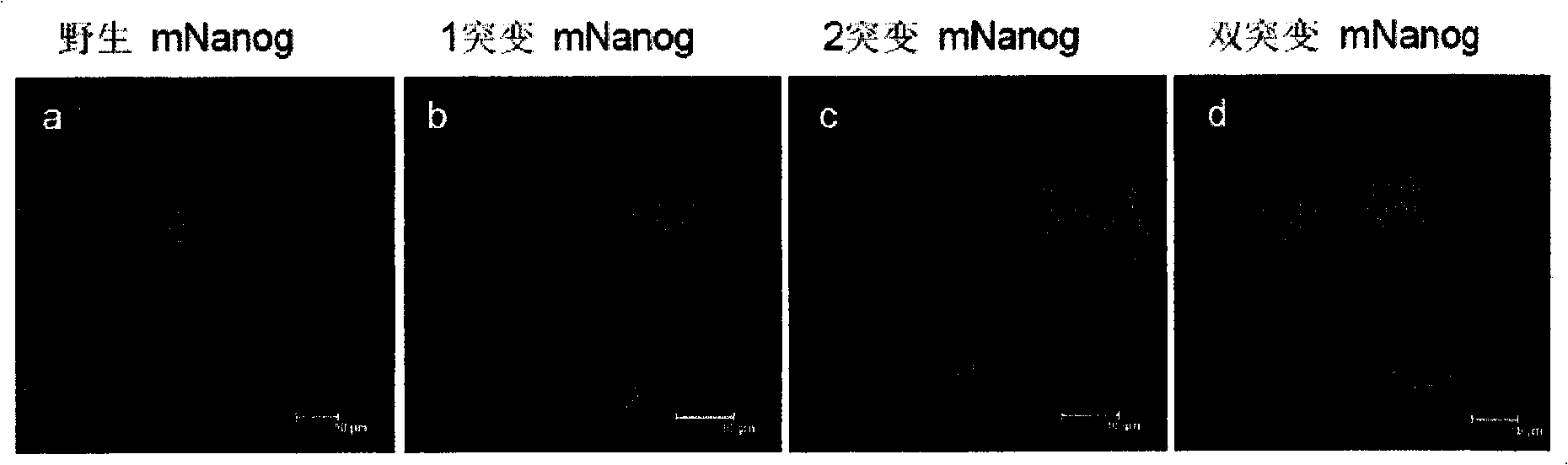 Nanog inhibitory type mutant and uses in Nanog function research