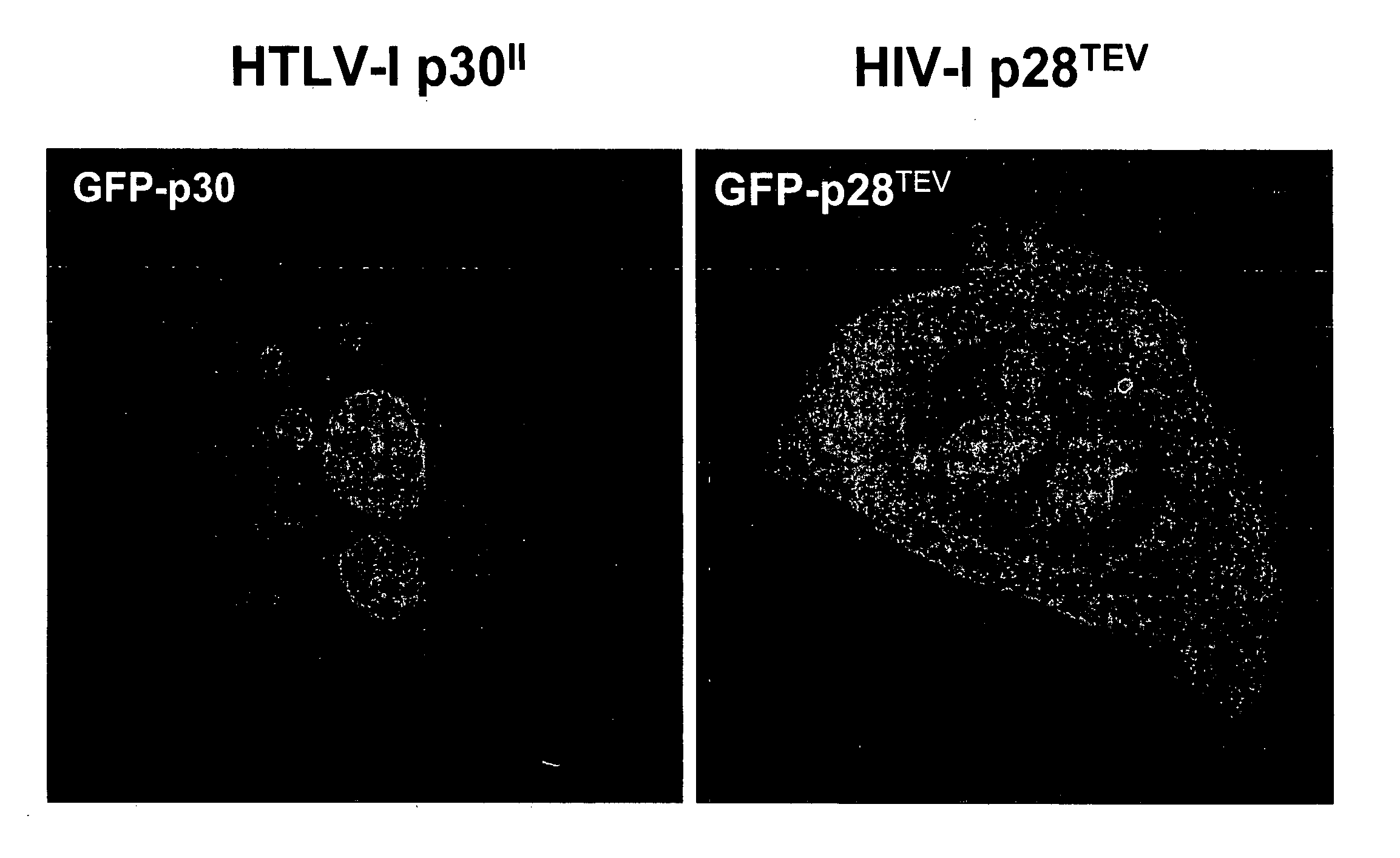 HIV TEV compositions and methods of use