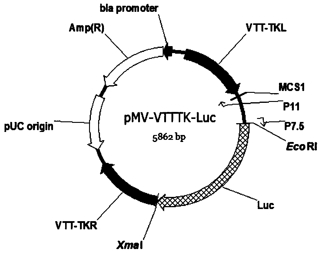 Tracking targeting plasmid of vaccinia virus Tiantan strain and preparation method thereof