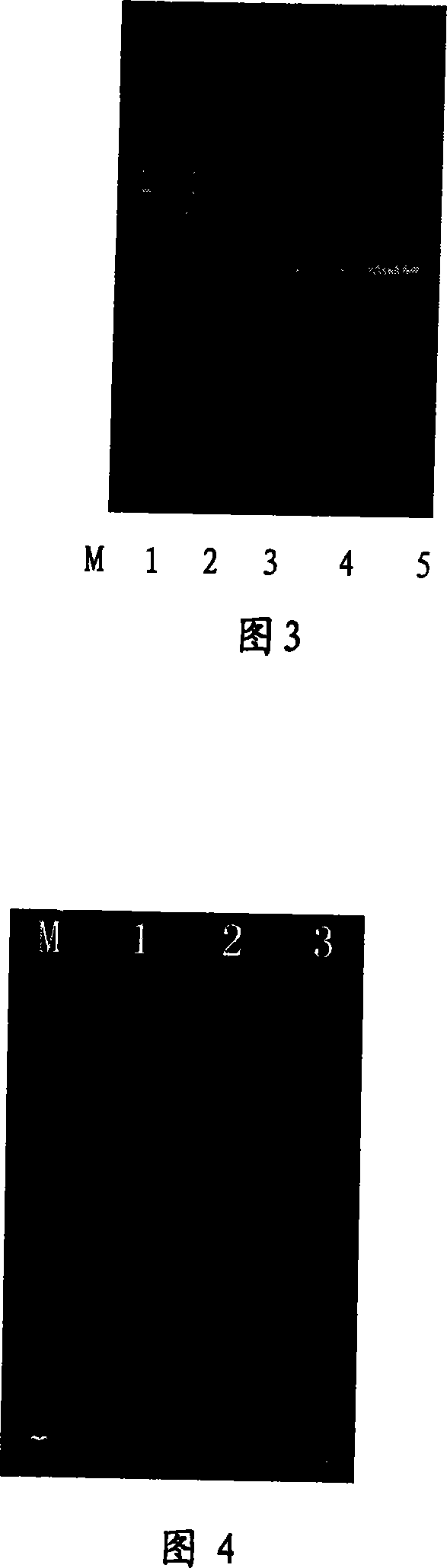 Method for rapidly extracting plants sample DNA