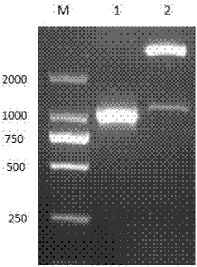 Mini-gene splicing reporter plasmid and construction method and application thereof