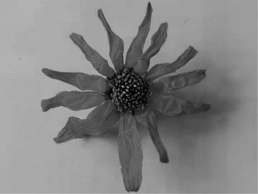Organic Helianthus tuberosus flower tea and making method thereof