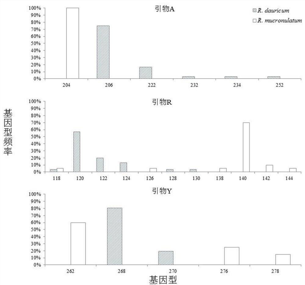 Primers and methods for identifying Rhododendron xing'an and Rhododendron japonica