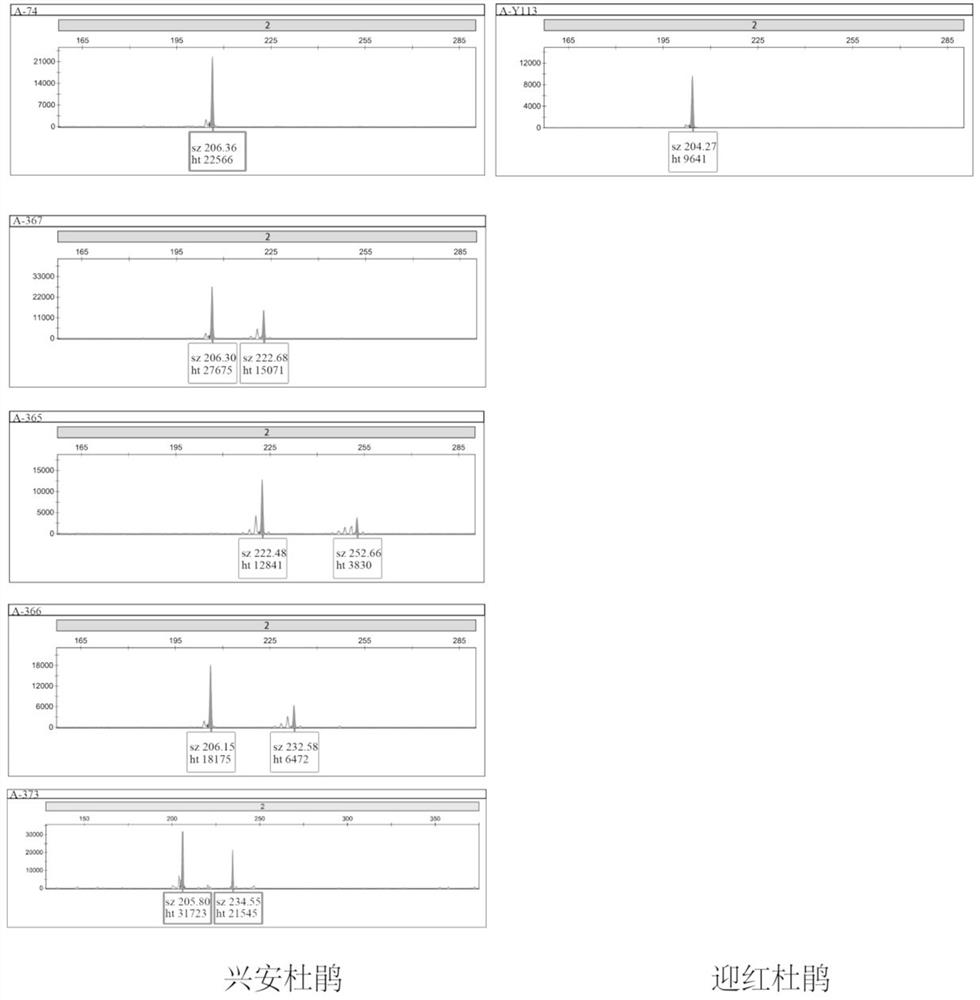 Primers and methods for identifying Rhododendron xing'an and Rhododendron japonica