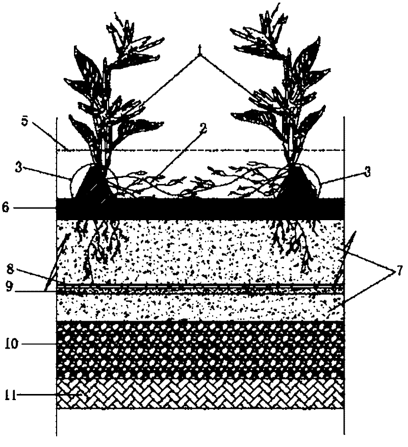 Plant half-naked planting method for improving purification efficiency of surface flow constructed wetlands substantially