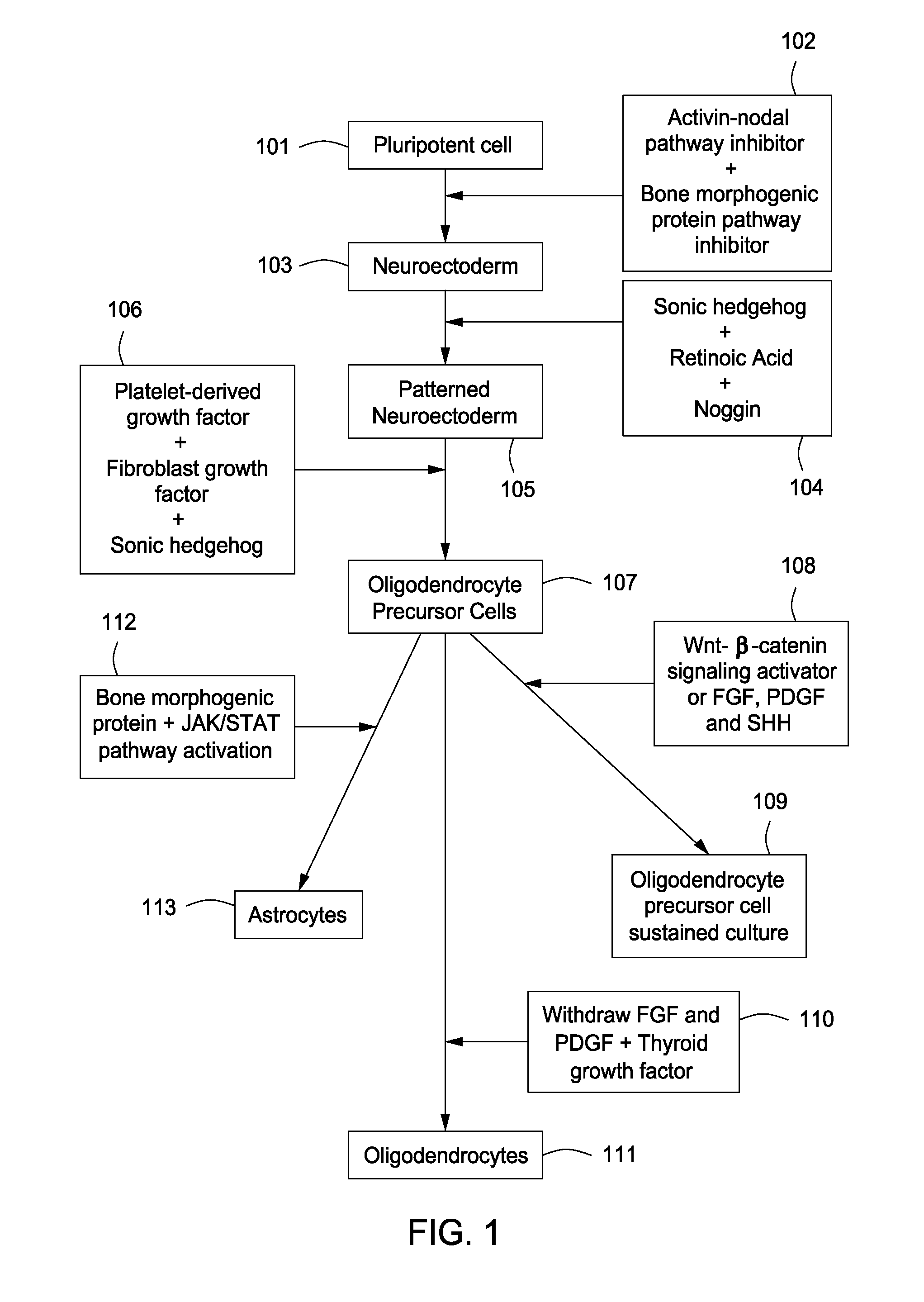 Differentiation method for production of glial cell populations