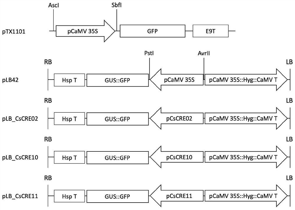 Cucumis sativus endogenous promoter and application thereof