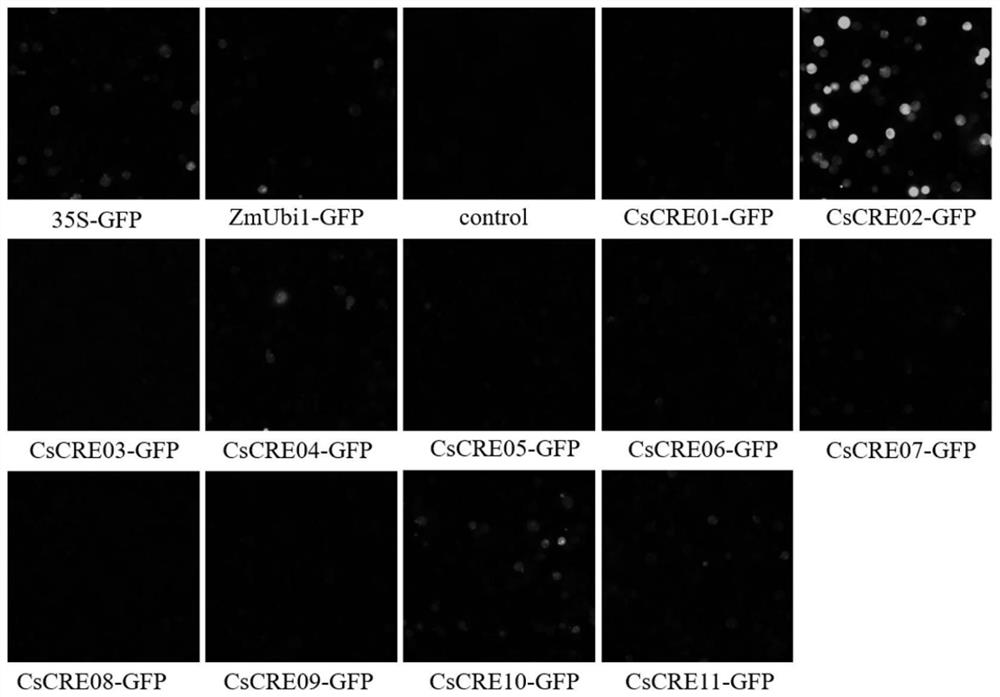 Cucumis sativus endogenous promoter and application thereof