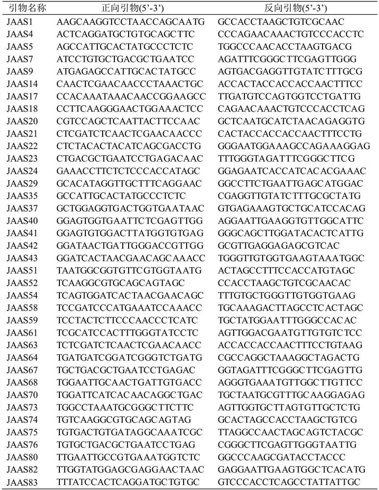 Quinoa Dimorphic Indel Molecular Marker and Its Development Method and Application