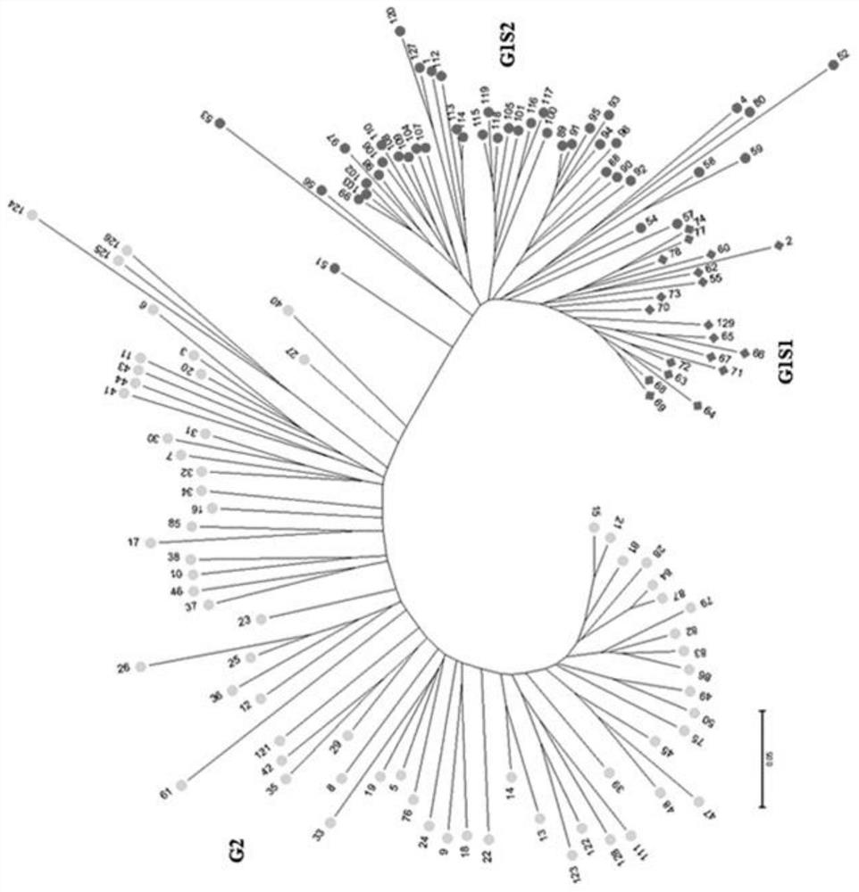 Quinoa Dimorphic Indel Molecular Marker and Its Development Method and Application