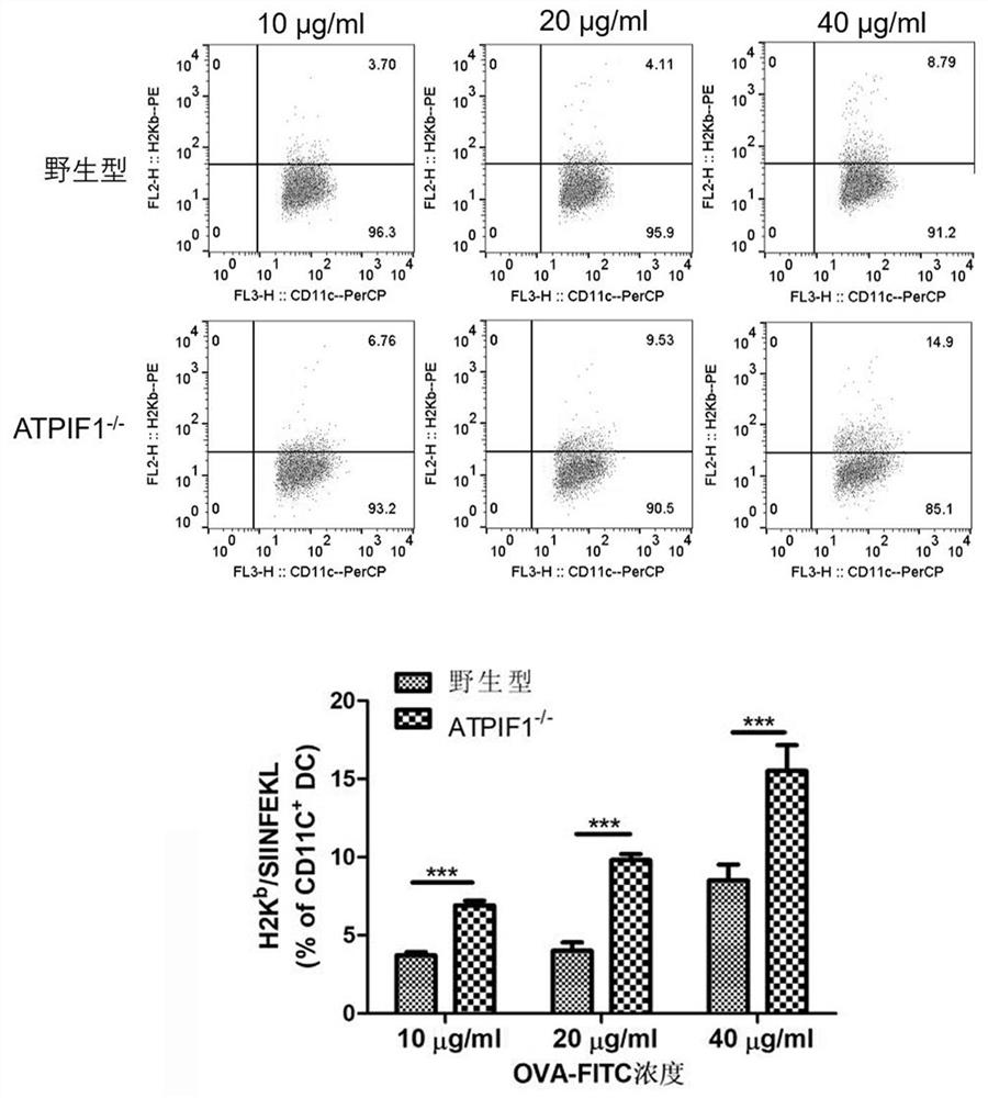 Application of dendritic cell with ATPIF1 gene knock-down expression