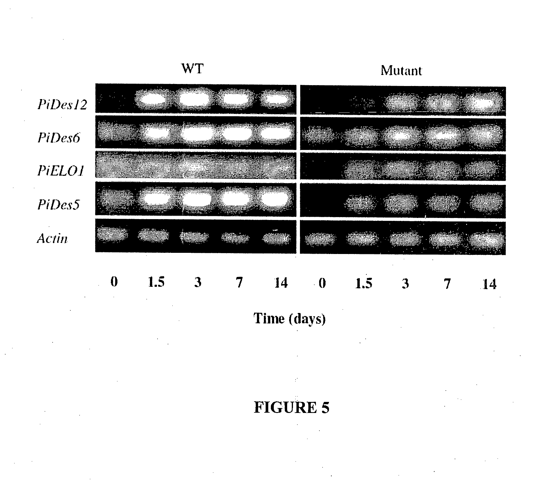 D5 desaturase-defective mutant gene and use thereof