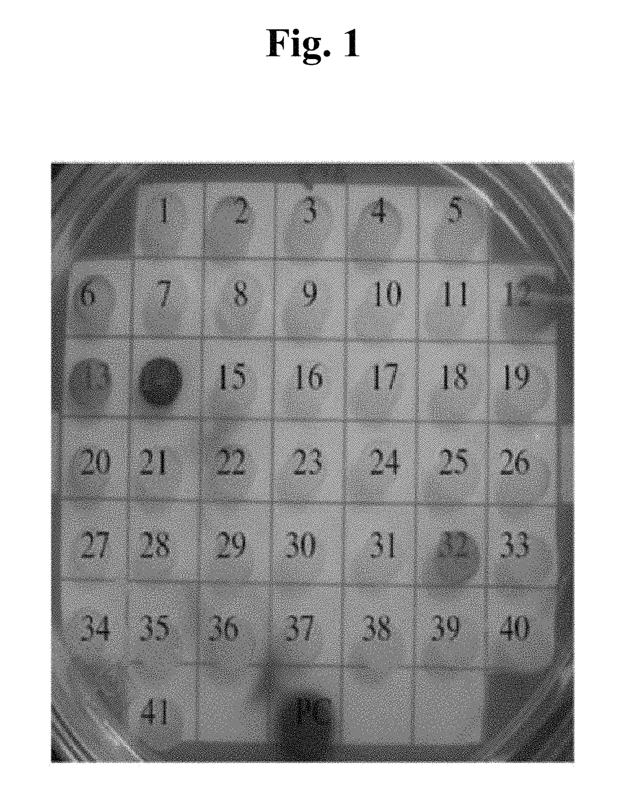 Method for screening for a cancer treatment agent using the interaction between PAUF and a binding partner thereof