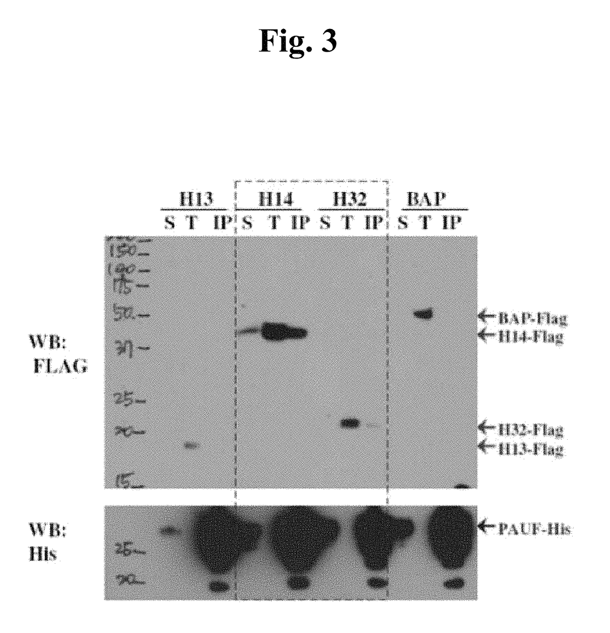 Method for screening for a cancer treatment agent using the interaction between PAUF and a binding partner thereof