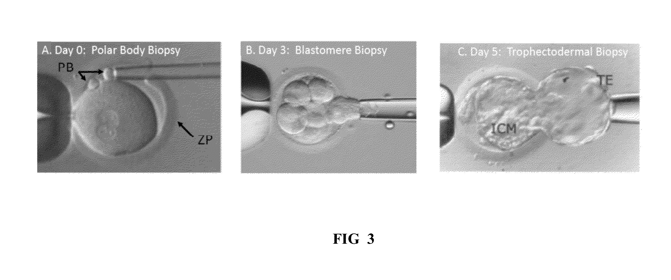 Compositions and methods for genetic analysis of embryos