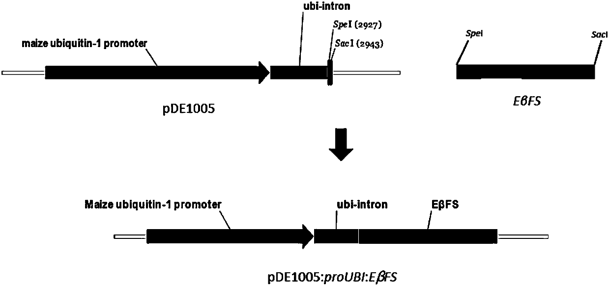 Ubiquitin-1 promoter-based plant aphid resistance implementation method