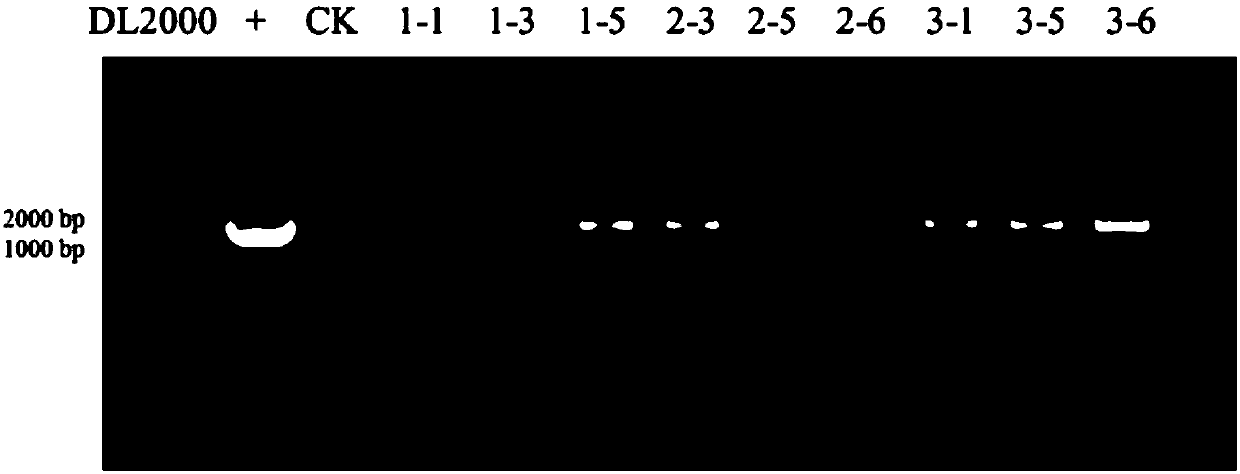 Ubiquitin-1 promoter-based plant aphid resistance implementation method