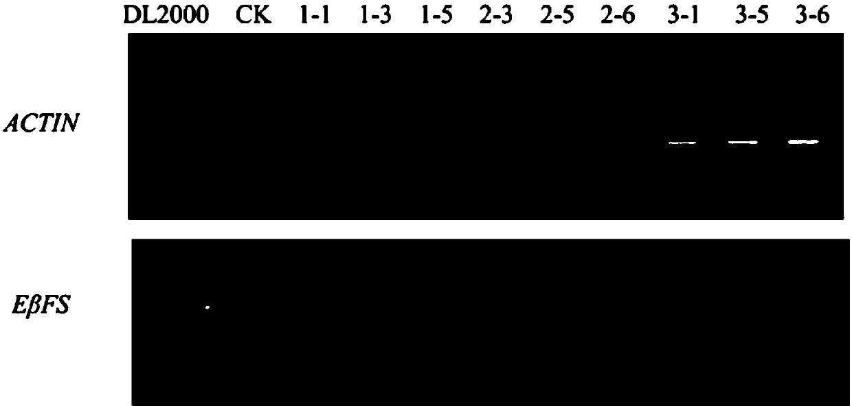 Ubiquitin-1 promoter-based plant aphid resistance implementation method