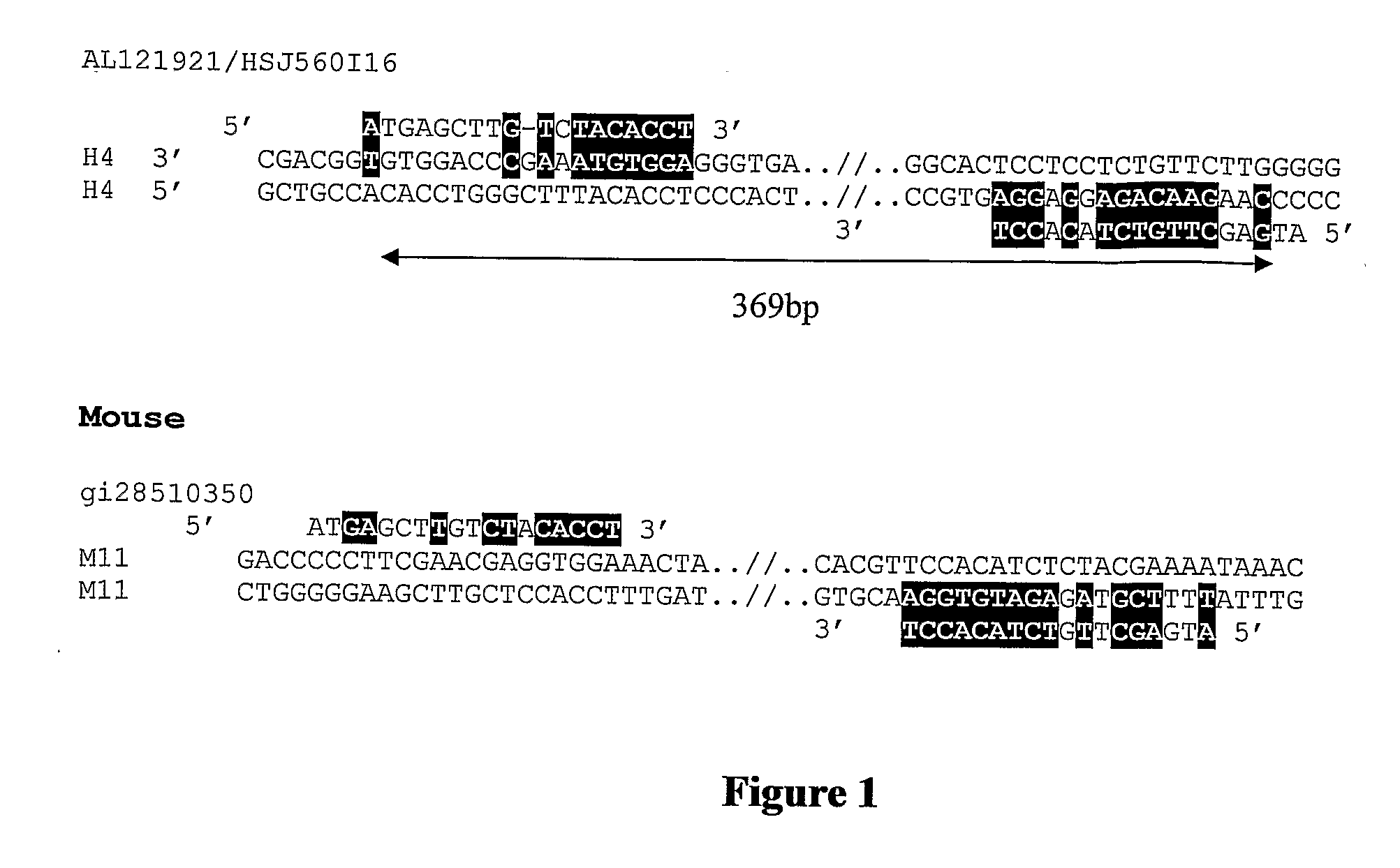 Methods of genetic analysis involving the amplification of complementary duplicons