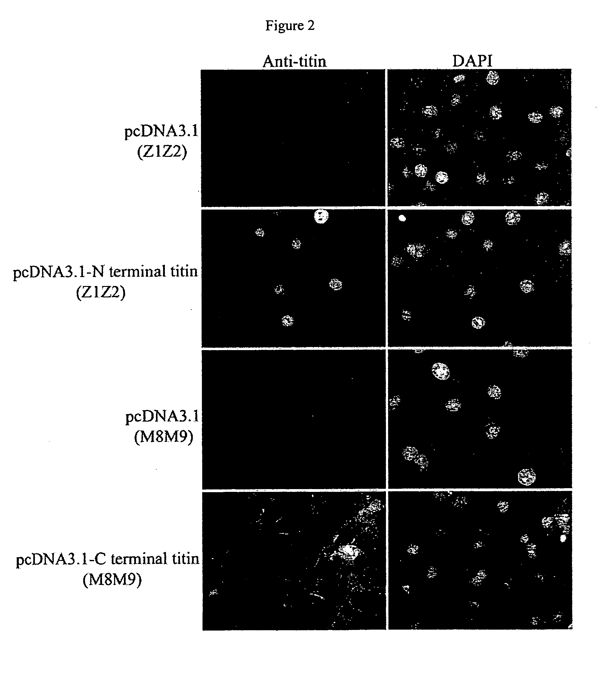 Nuclear targeting sequence