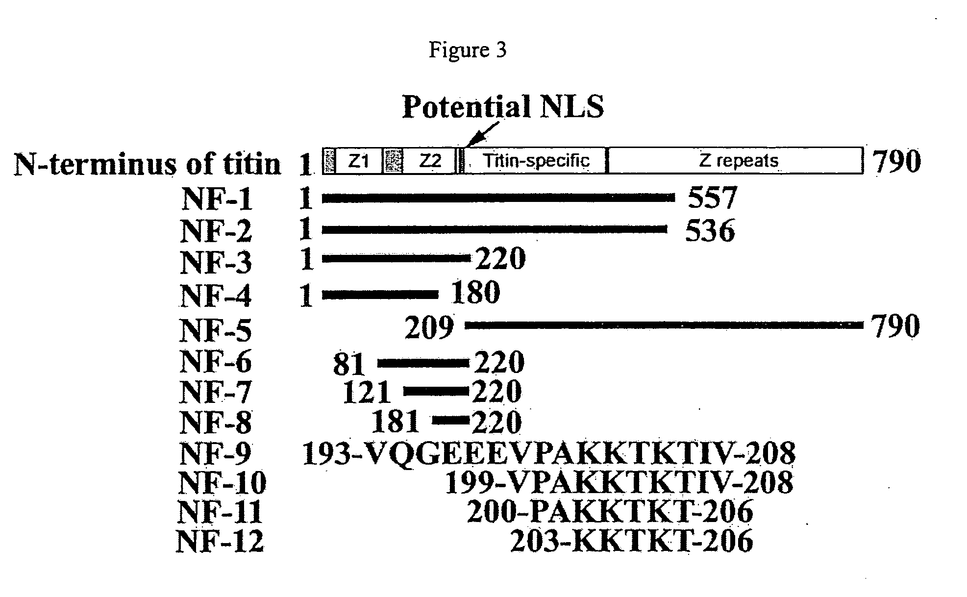 Nuclear targeting sequence