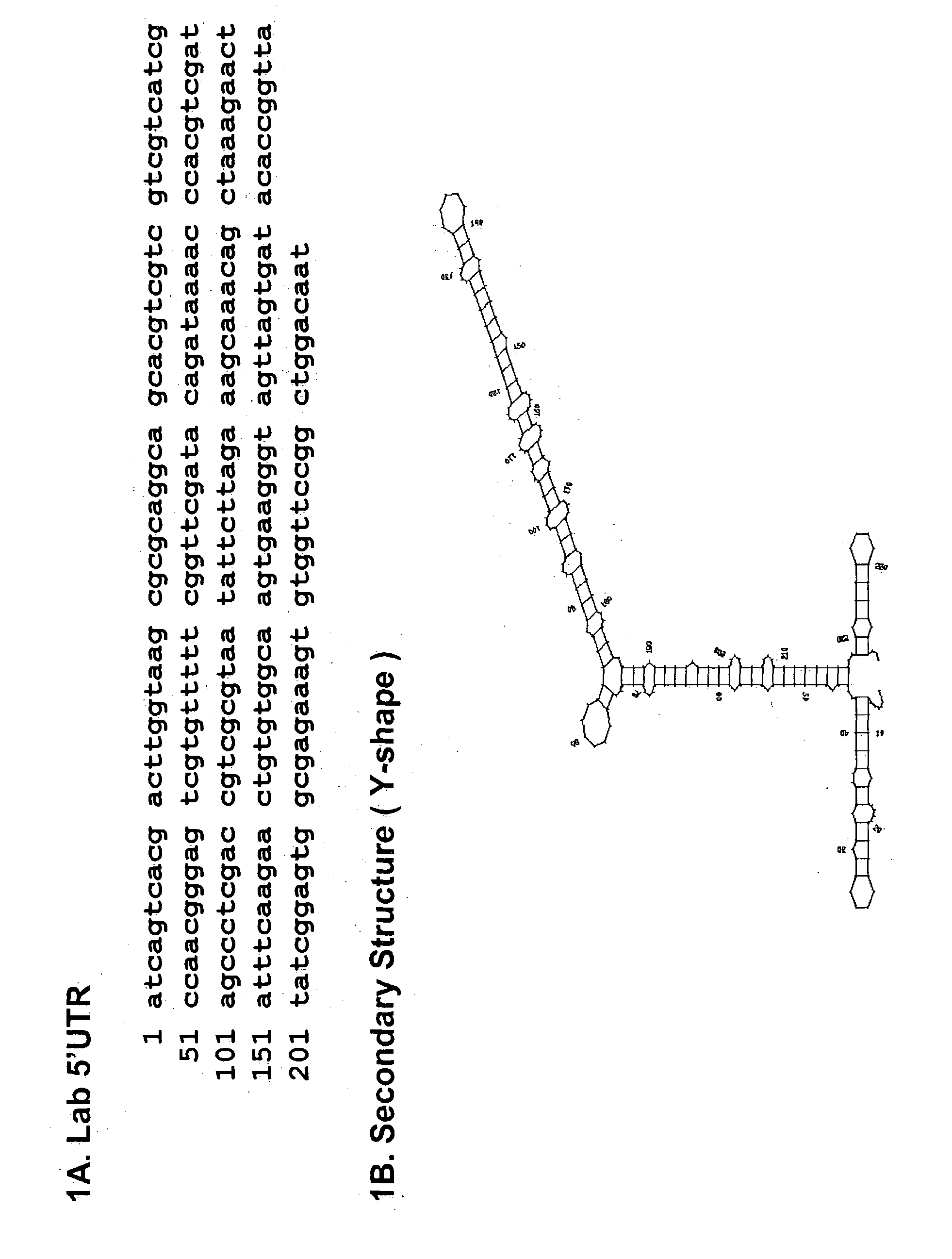 Internal ribosome entry site of the labial gene for protein expression