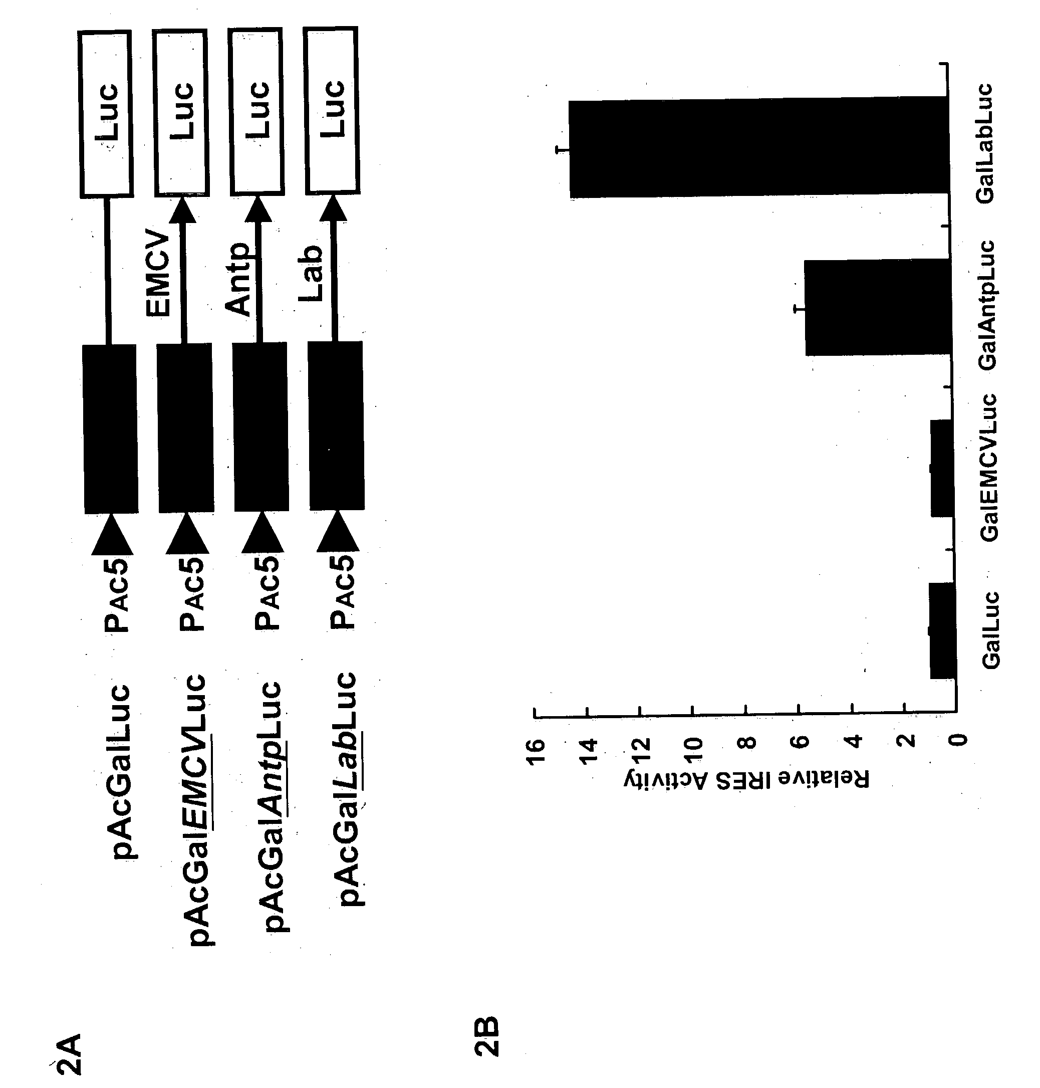 Internal ribosome entry site of the labial gene for protein expression