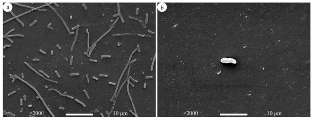 Anticoagulant, antibacterial, anti-adhesion, anti-inflammatory, lubricating copolymer coating material for the surface of silicone rubber material and preparation method thereof