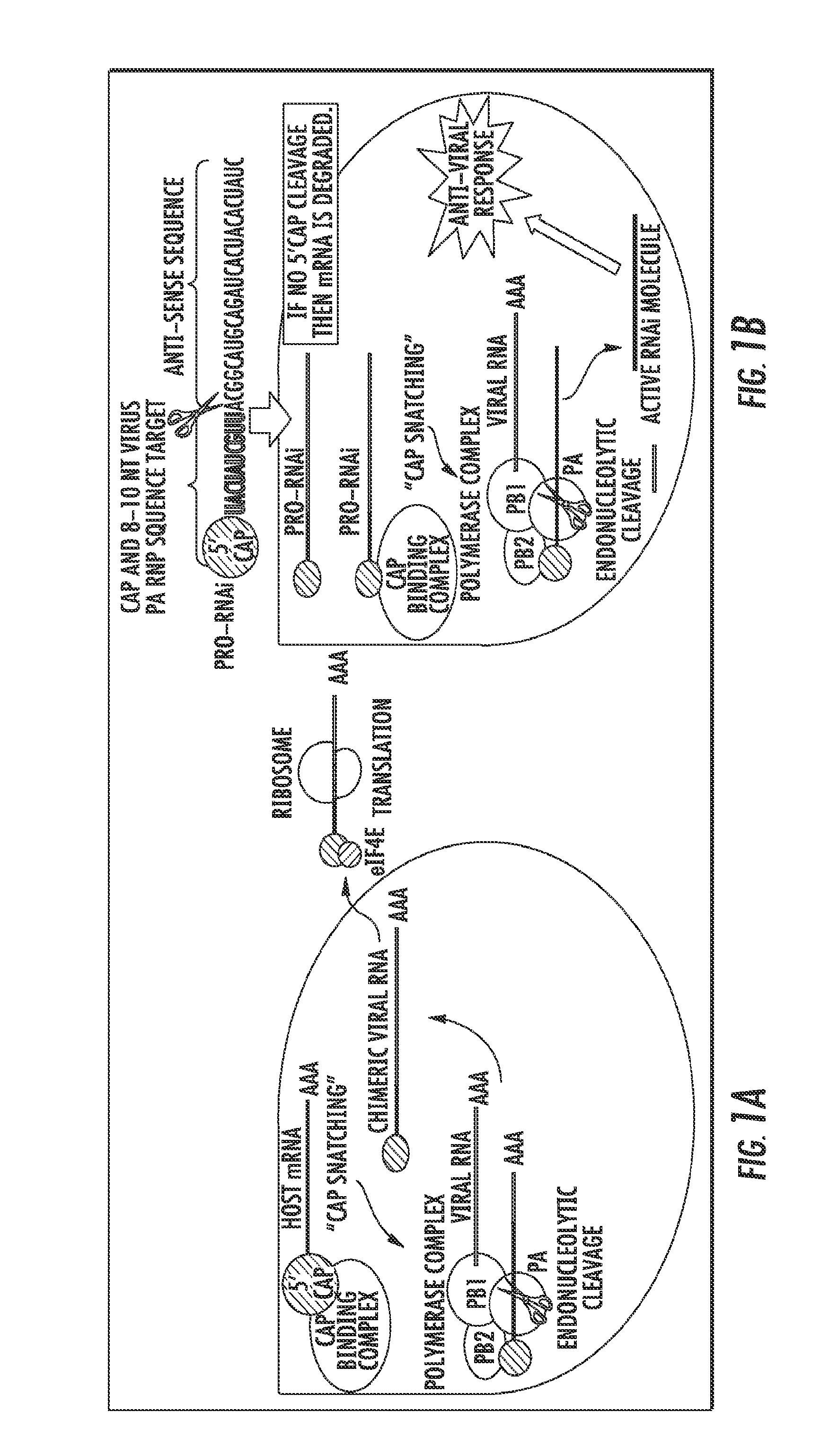 Influenza-activated constructs and methods of use thereof