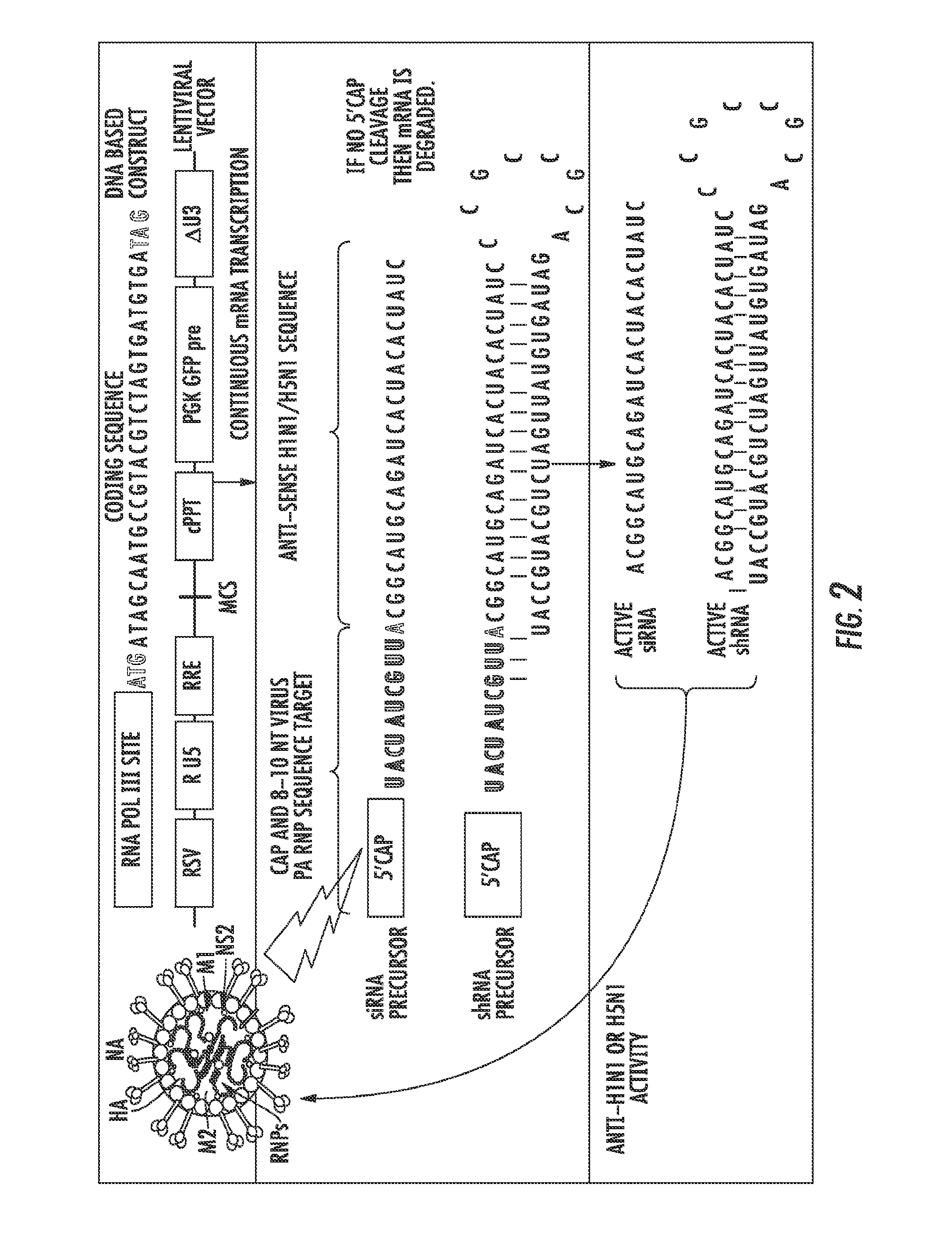 Influenza-activated constructs and methods of use thereof