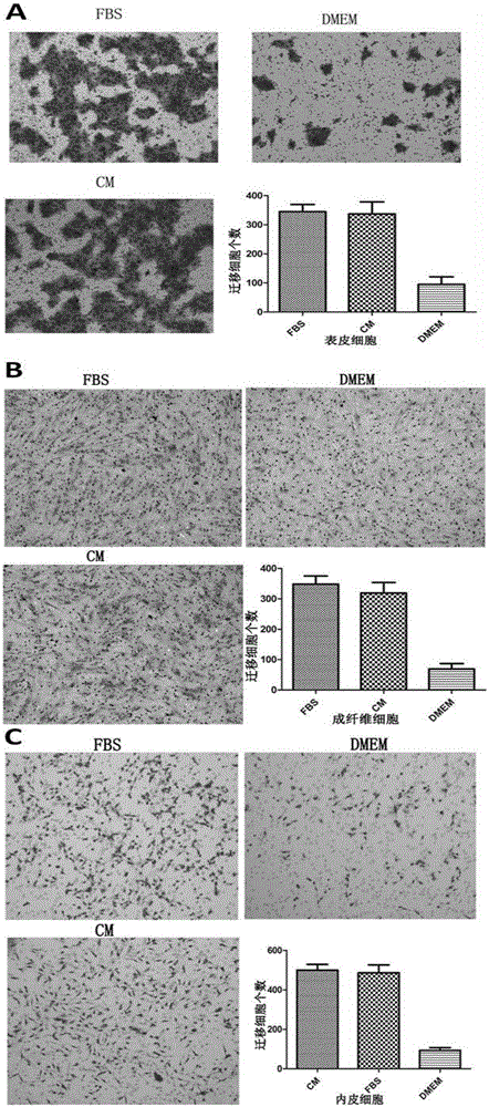 Amnion innate stem cell carried frozen active amnion particle and conditioned medium and application thereof