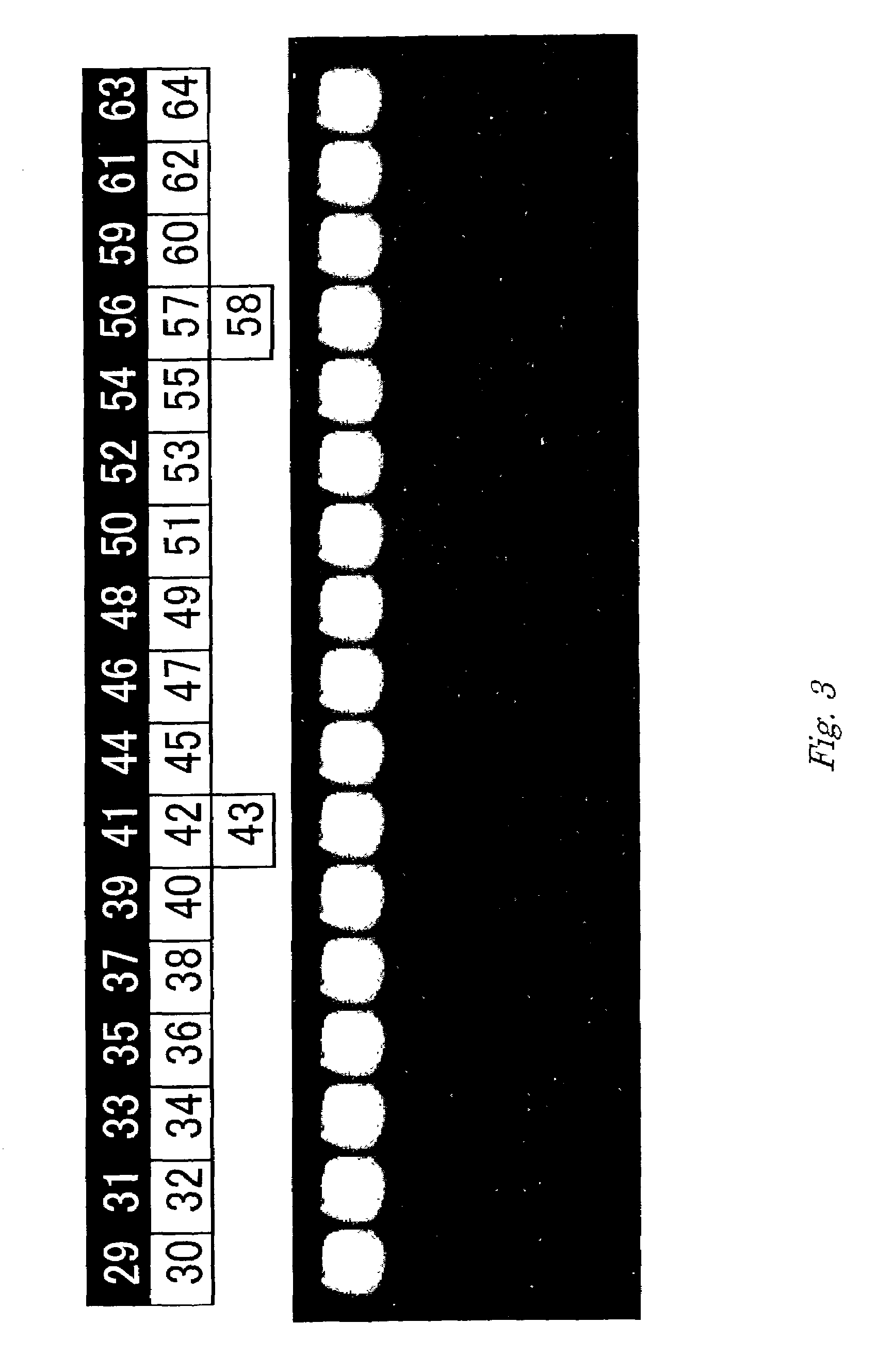 Method for determining chum salmon haplotype using mitochondrial DNA