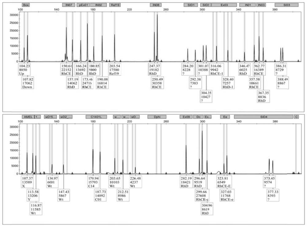 A genotyping detection kit for 23 gene loci of human rh blood type