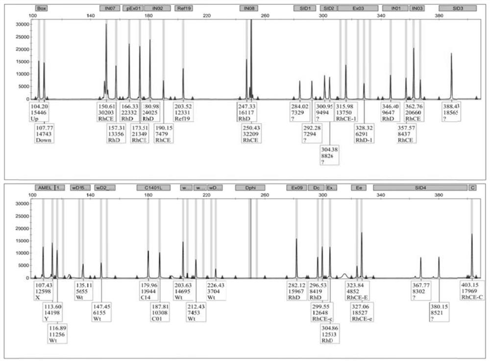 A genotyping detection kit for 23 gene loci of human rh blood type